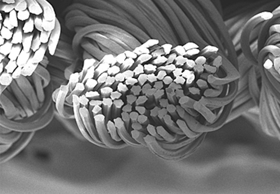 セオα 繊維拡大